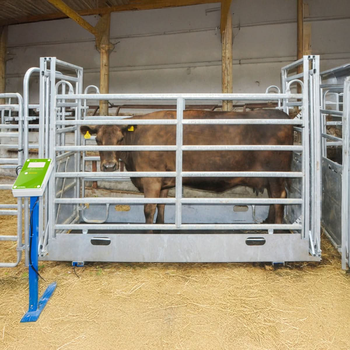 Cantar pentru animale, AniScale, pana la 1500 kg