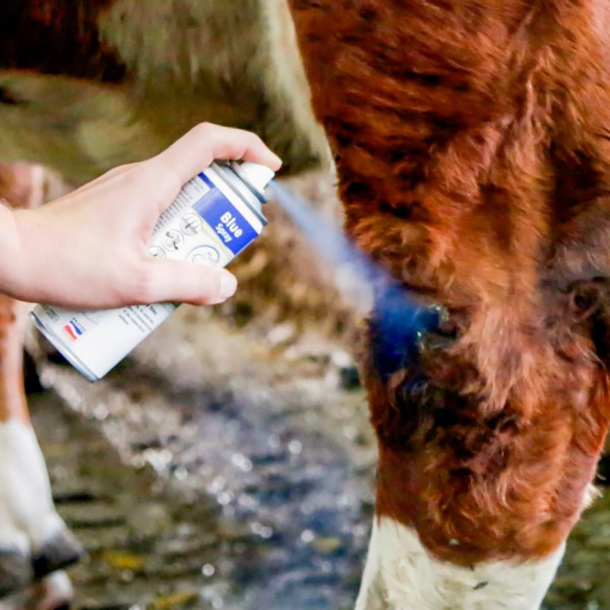 Spray albastru copite ongloane 200 ml cu ulei oregano si Dexpantenol