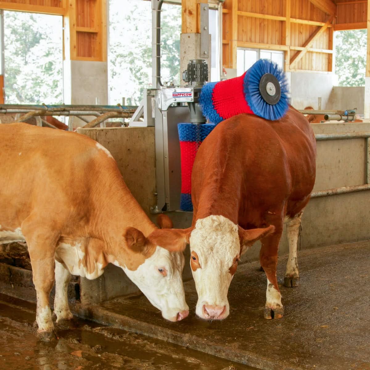 Perie de Curatat Vaci HappyCow DUO