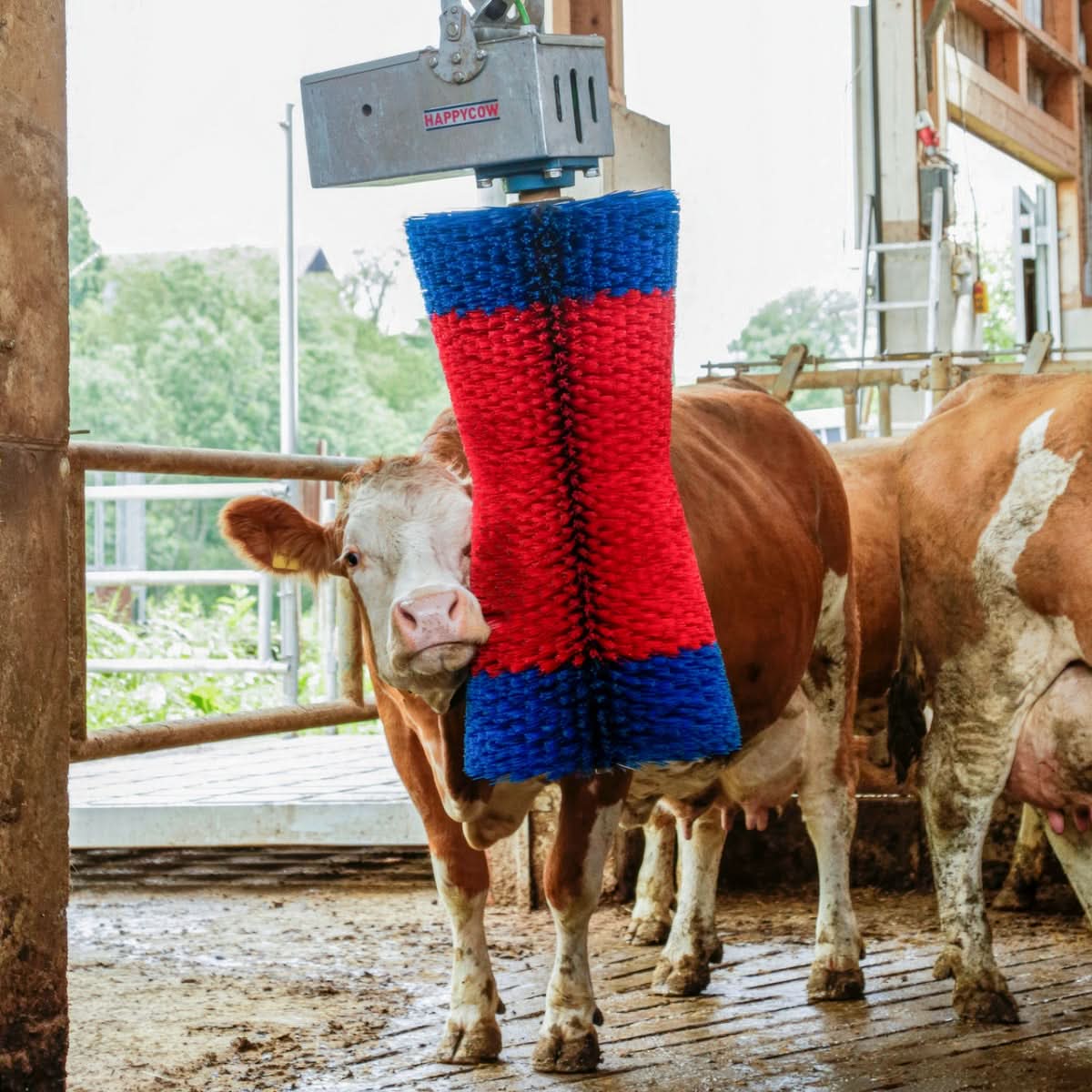 Perie de Curatat Vaci HappyCow MaxiSwing