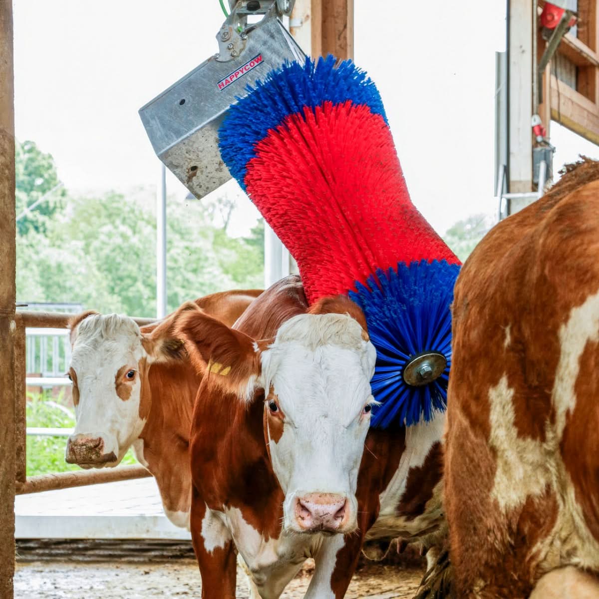 Perie de Curatat Vaci HappyCow MaxiSwing