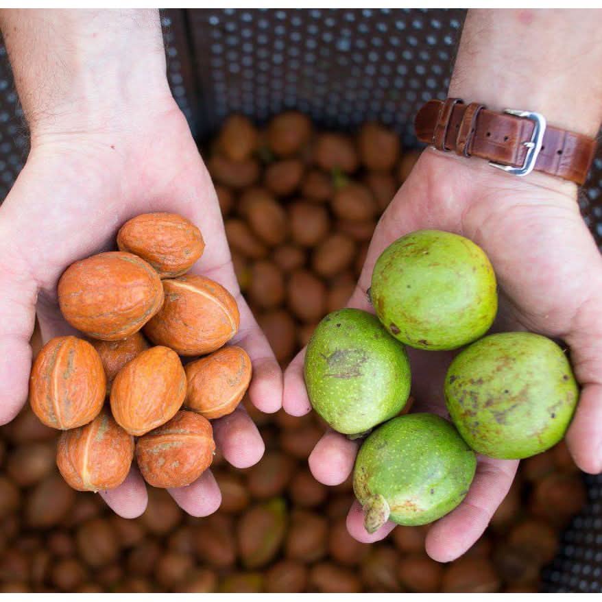 Masina de decojit cojile verzi ale nucilor, motor 0.75kw, 125rpm, 220v, capacitate 60L, Tehno Ms #488