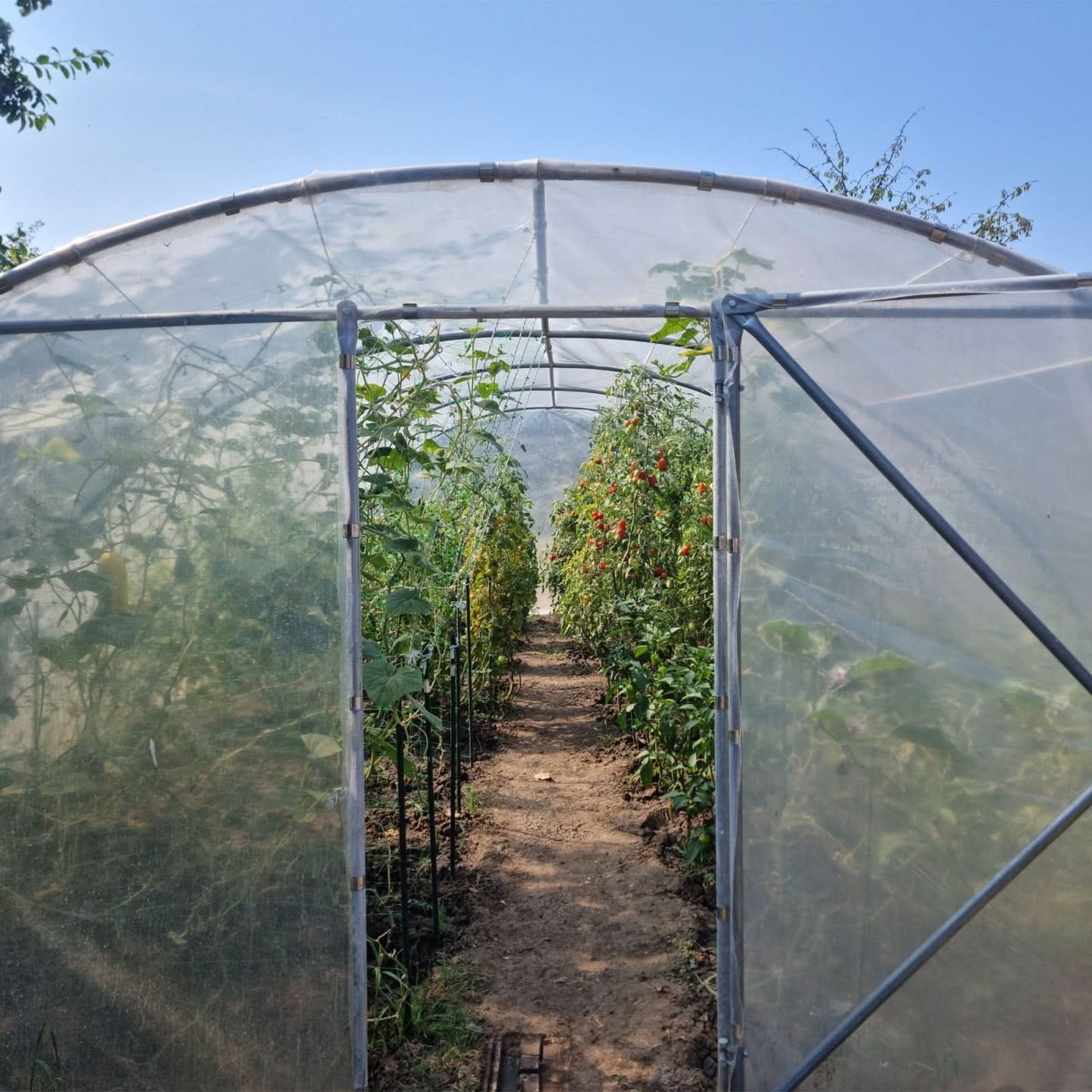 Sera gradina 54 MP cu usa Tehno MS #51304