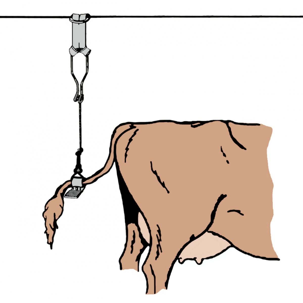 Suport coada pentru vaci, 3 buc