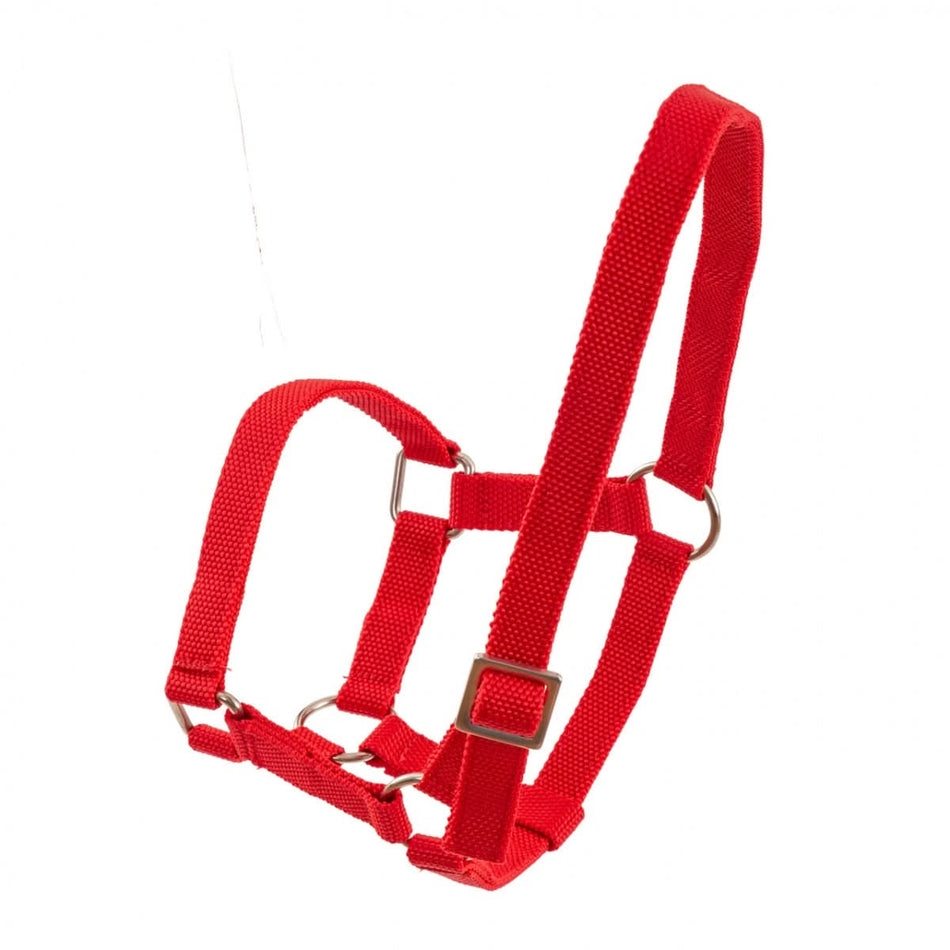 Capastru pentru oi și berbeci, rosu